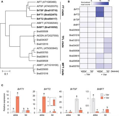 Their C-termini divide Brassica rapa FT-like proteins into FD-interacting and FD-independent proteins that have different effects on the floral transition